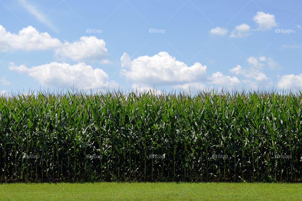 Corn field background with green plants and blue skies with fluffy clouds