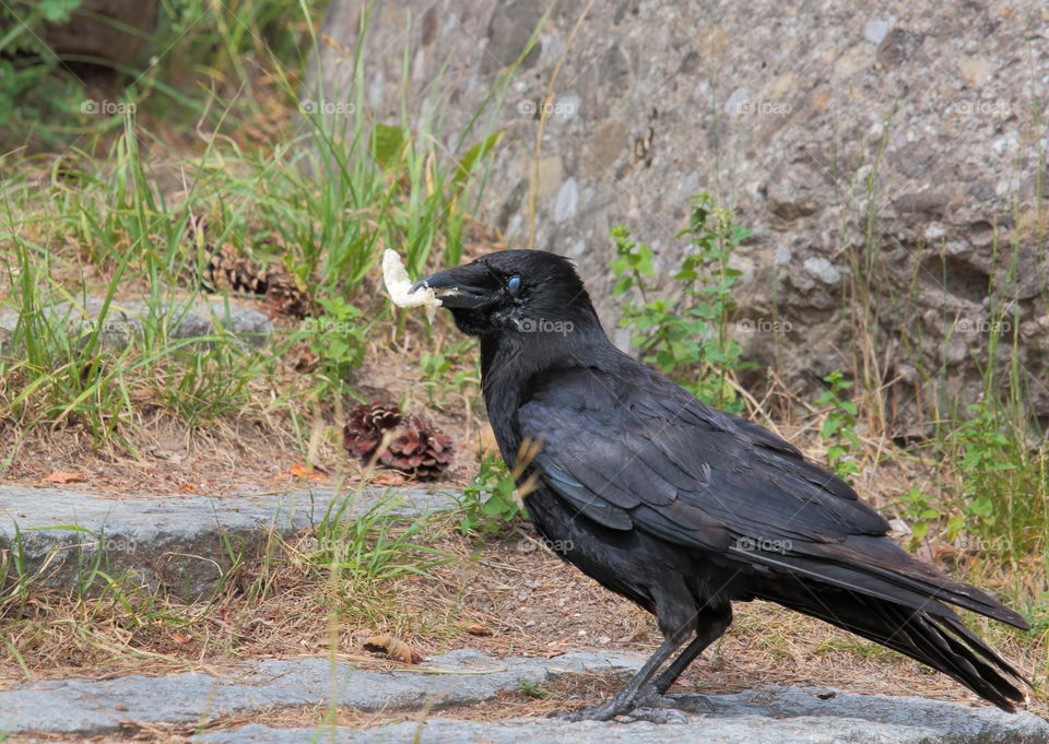 Crow Eating Bread