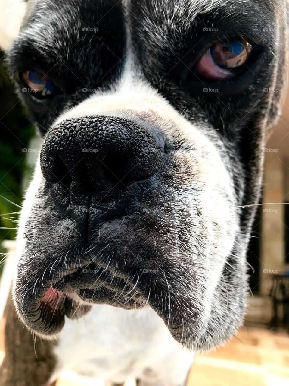 Boxer dog closeup 