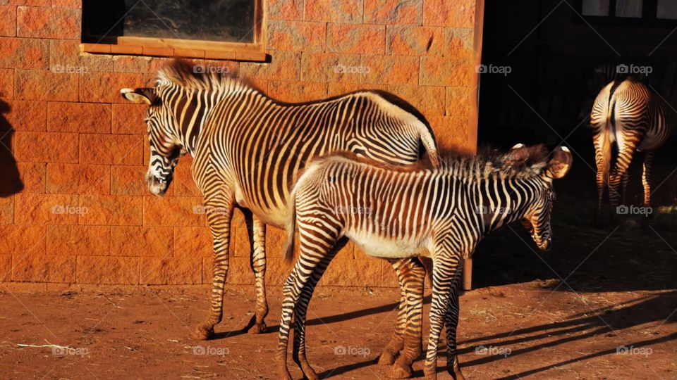 Zebras amor