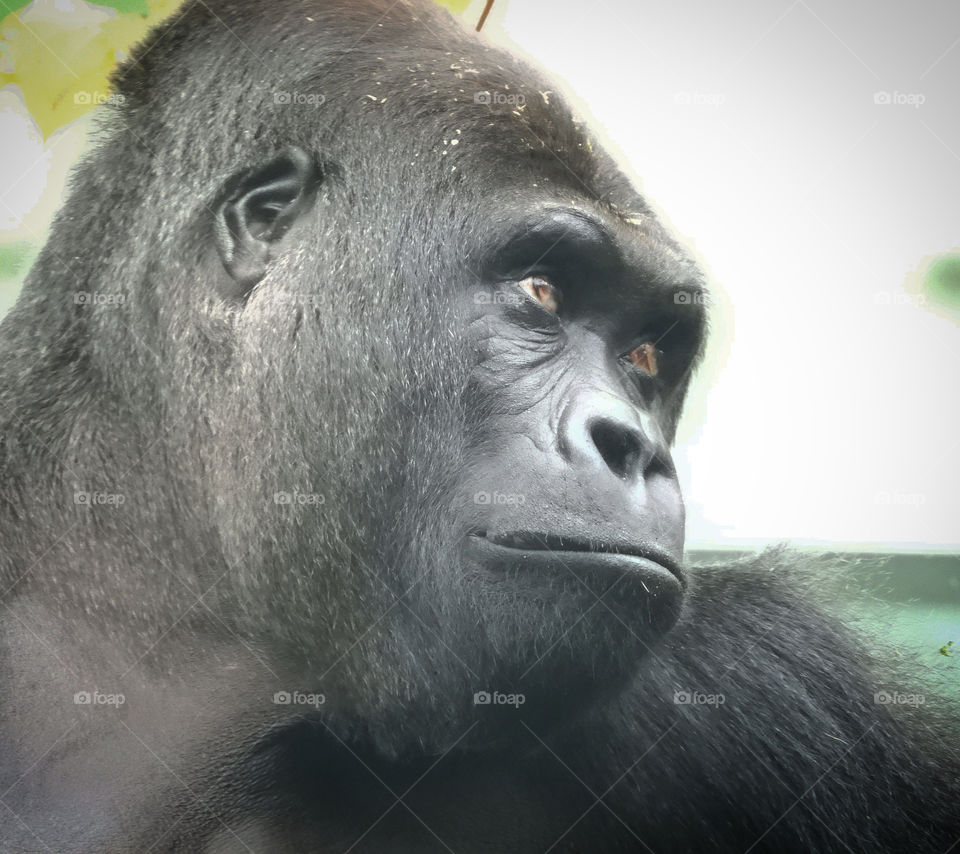 Gorilla