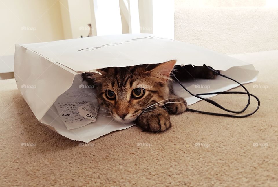 TABBY CAT PLAYING INSIDE PAPER BAG.