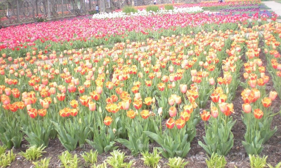 bunch of tulips . Biltmore Estate gardens 