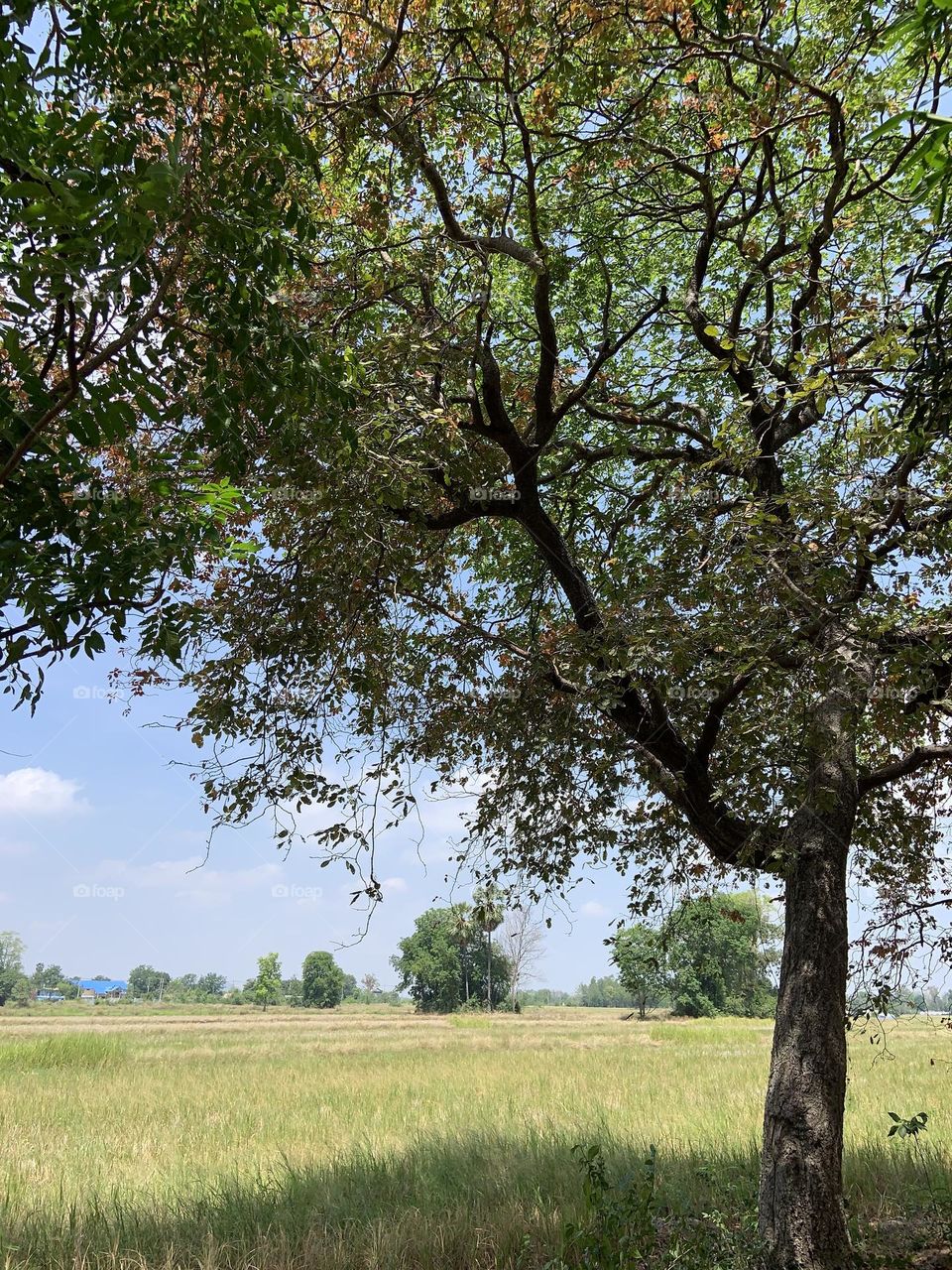 This is spring, Why I love my job ( Countryside)