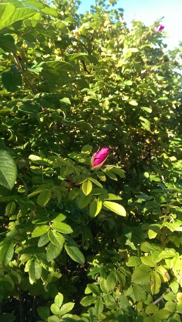 Autumn wild rose