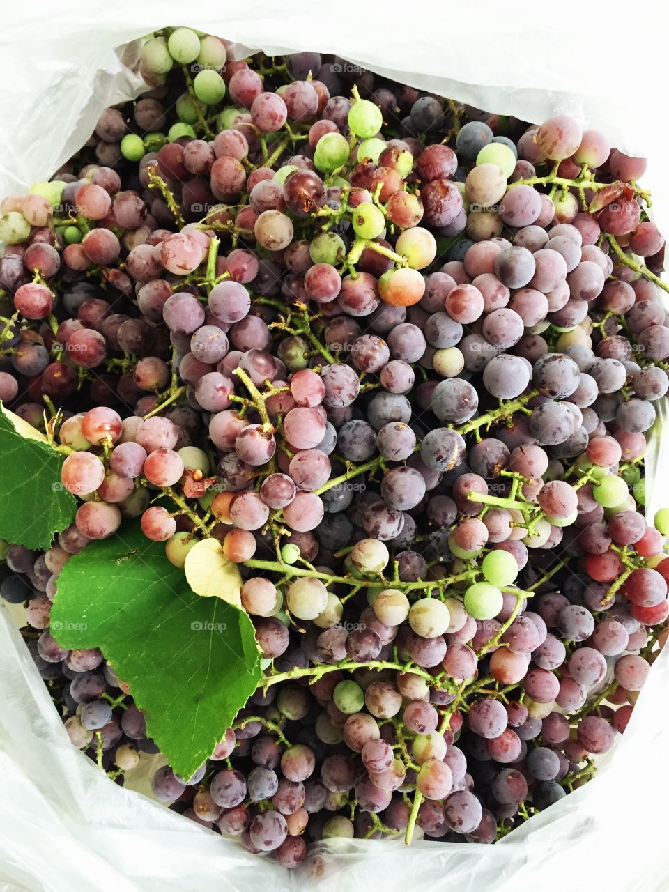 Fresh grapes from the vine