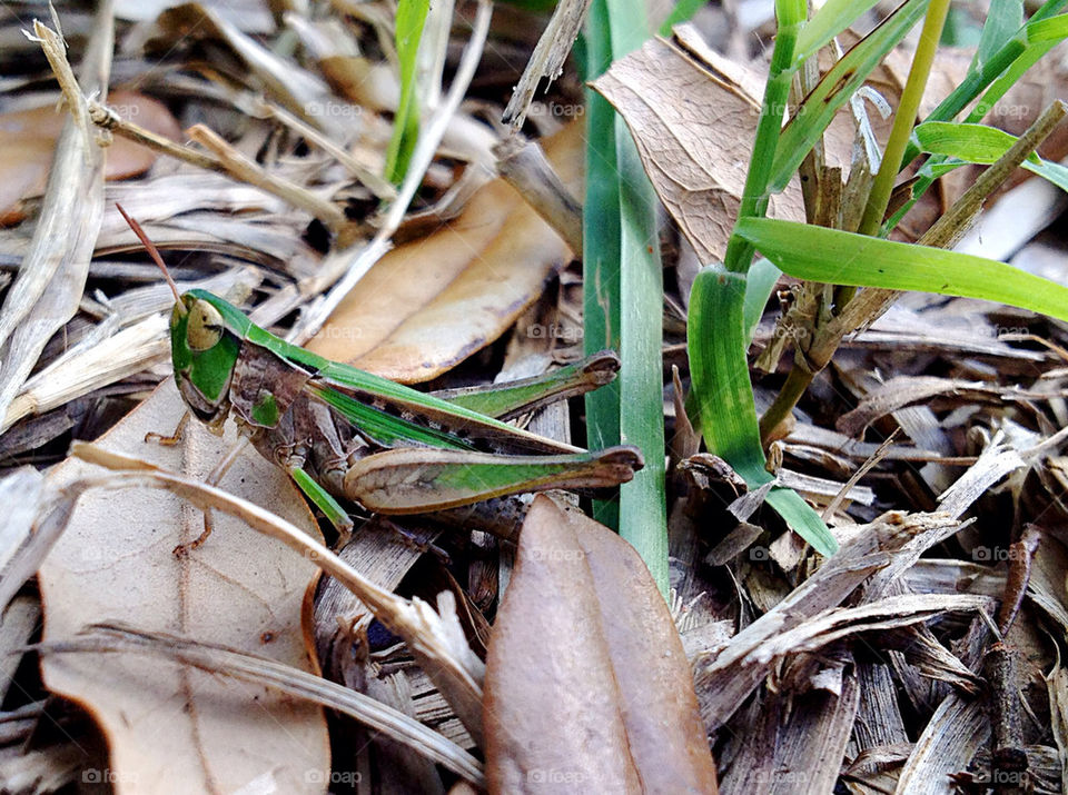 Following this little guy..