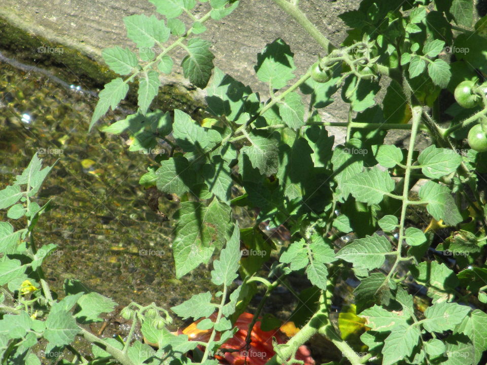 plant on water