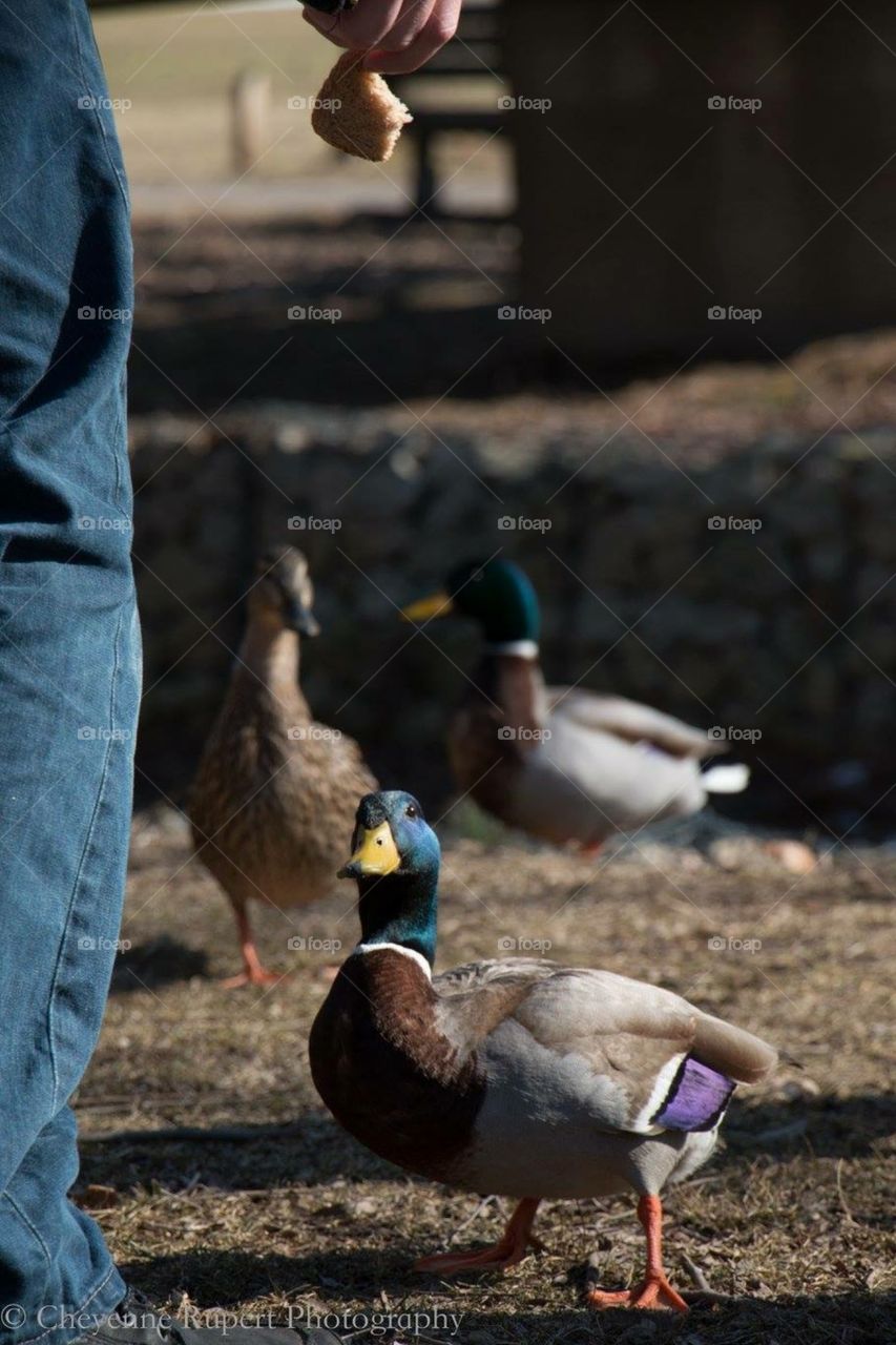 Ducks at the Park