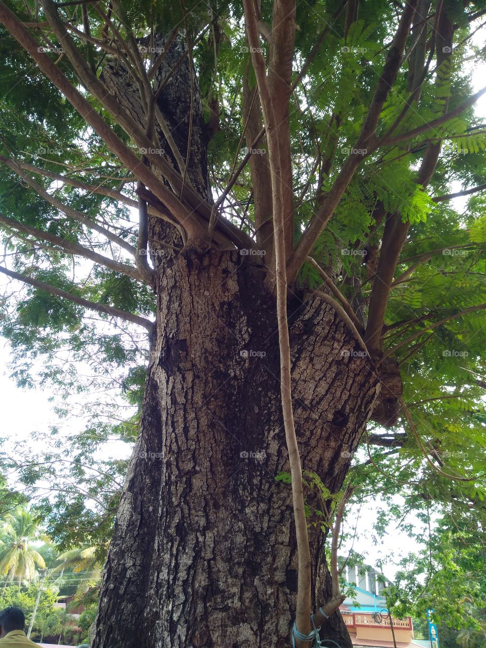 make green everywhere