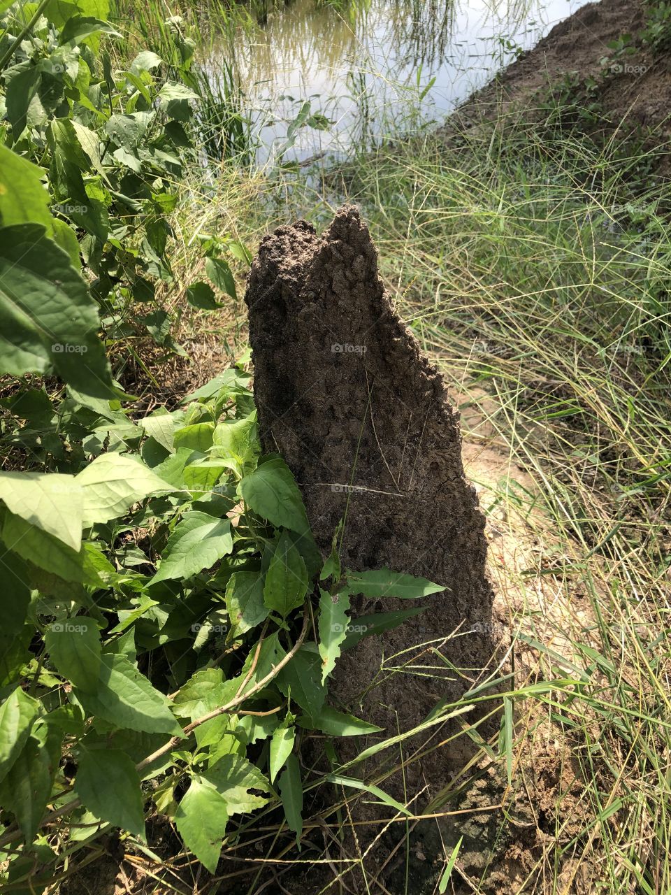 The stories of the nature, Countryside ( Thailand)