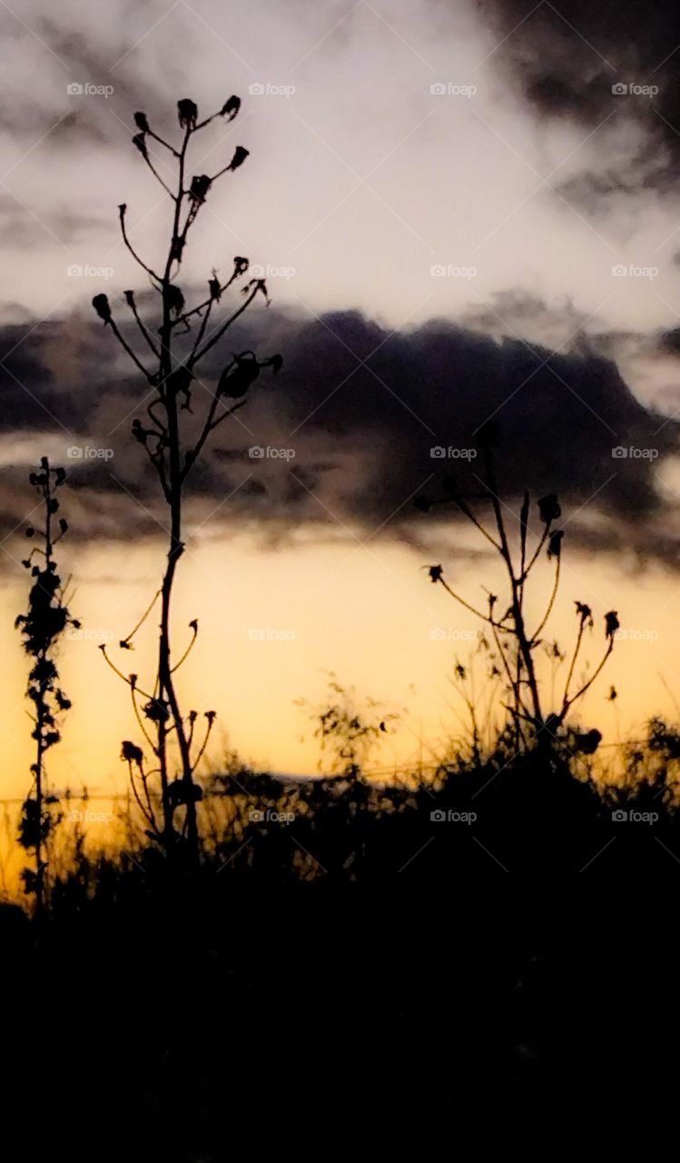 sunset flower silhouette