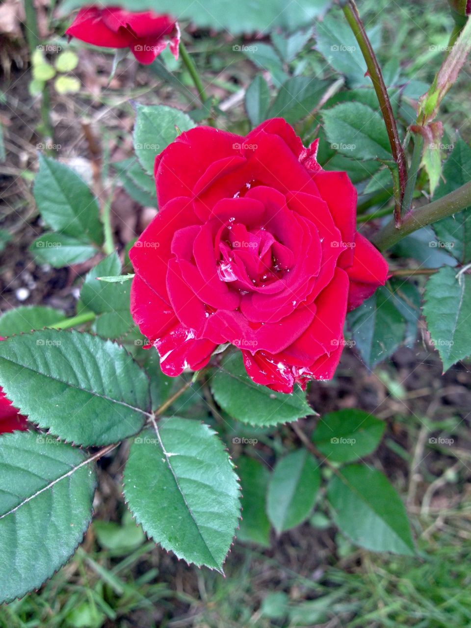 Red Rose