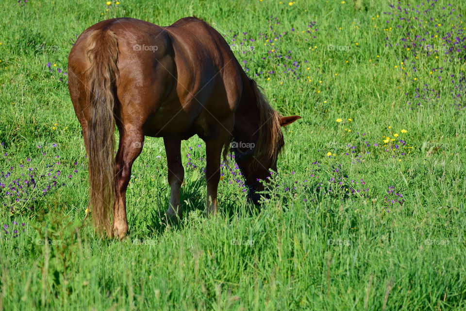 Horse grazing in a field