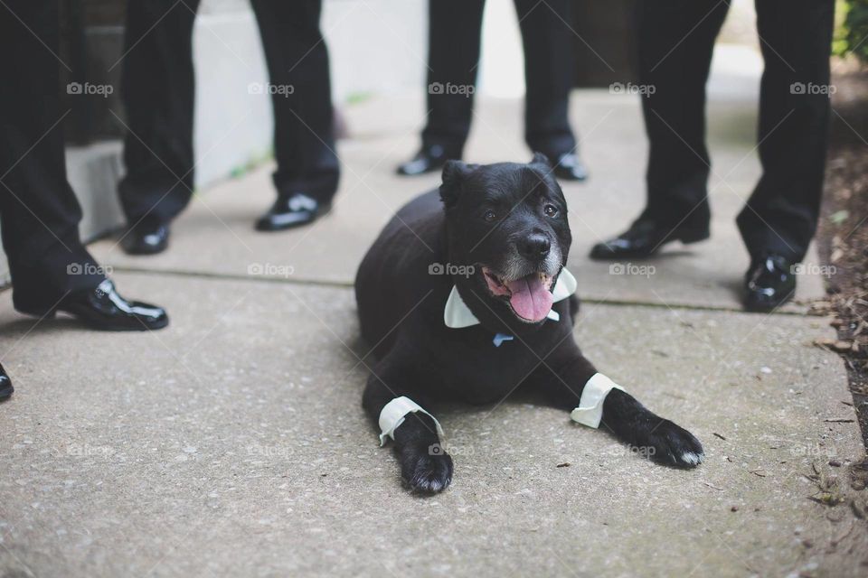 My dog, the best man, on our wedding day at Baker's Mansion in Altoona, PA