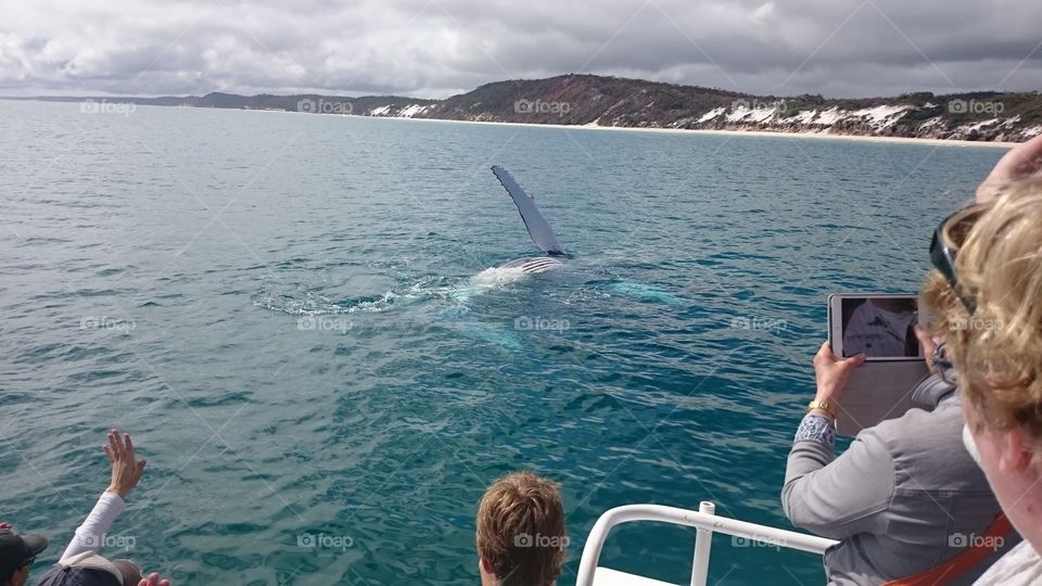 Humpback whale. Whale at the beach of the biggest sandisland Fraser Island.