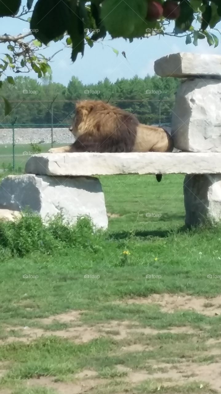 Lion