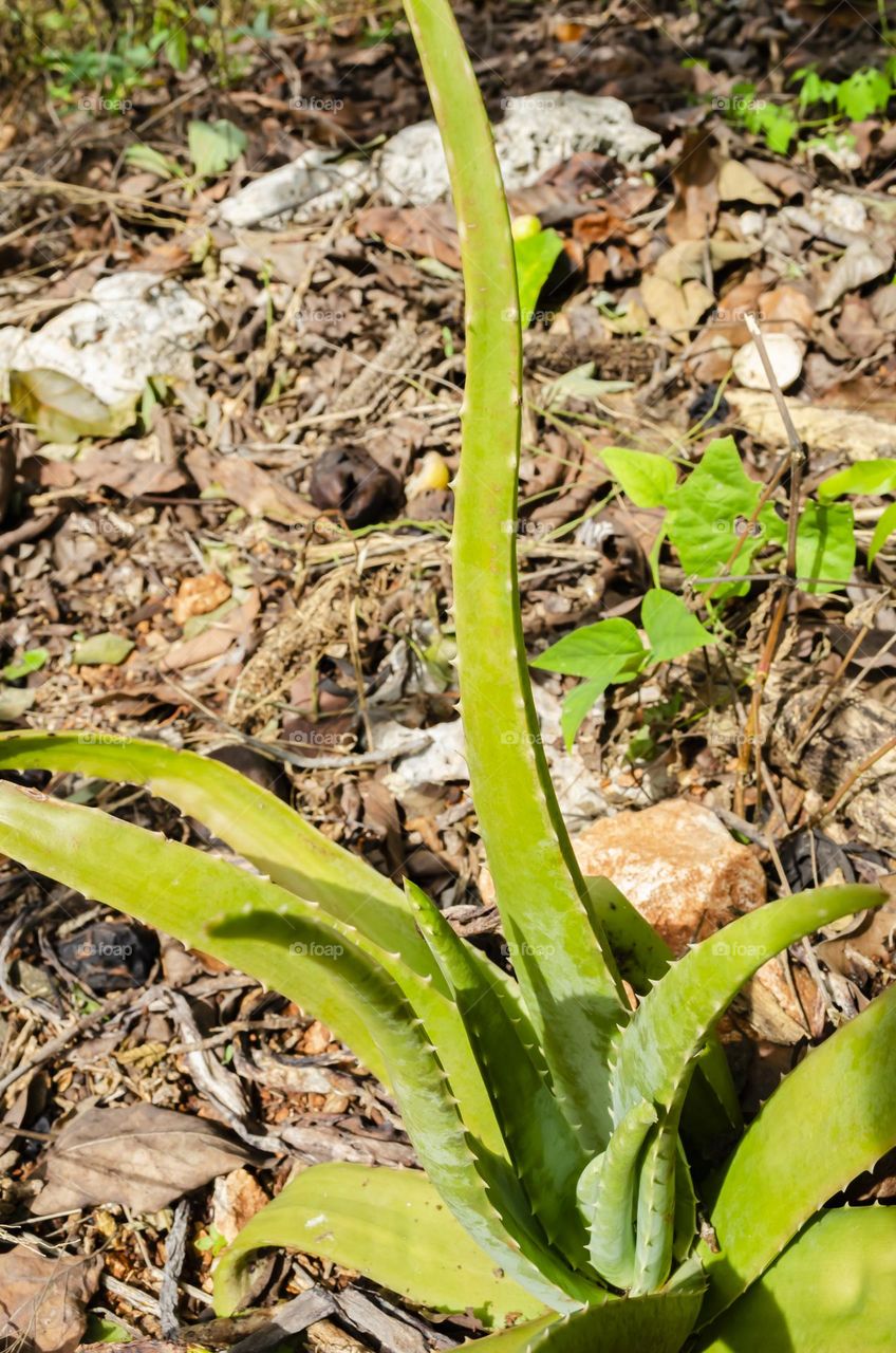 Aloe vera Plant