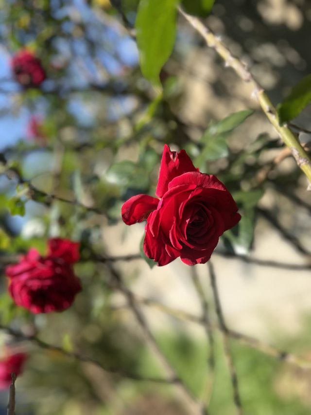 Spring time is a time of new beginnings and new opportunities. Roses have come into full bloom after a long winter. 
