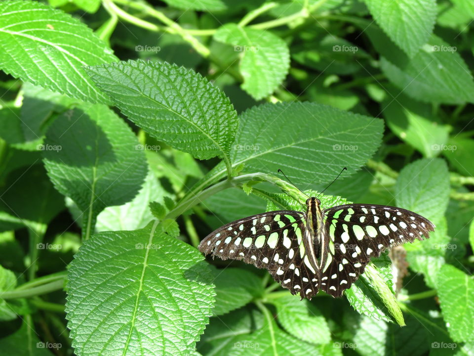 Close-up of a butterfly