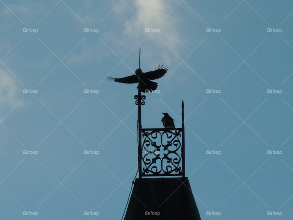 birds fåglar by MagnusPm