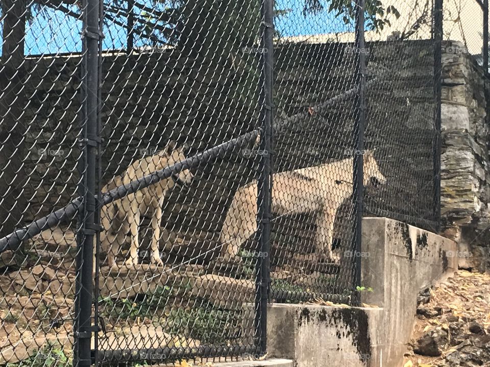 Fence, No Person, Iron, Old, Building