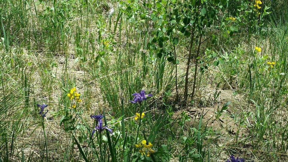 wild flowers