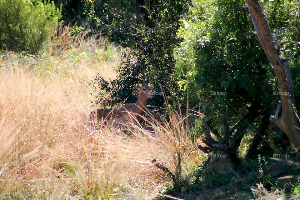 Impala hiding in the shade from summer sun