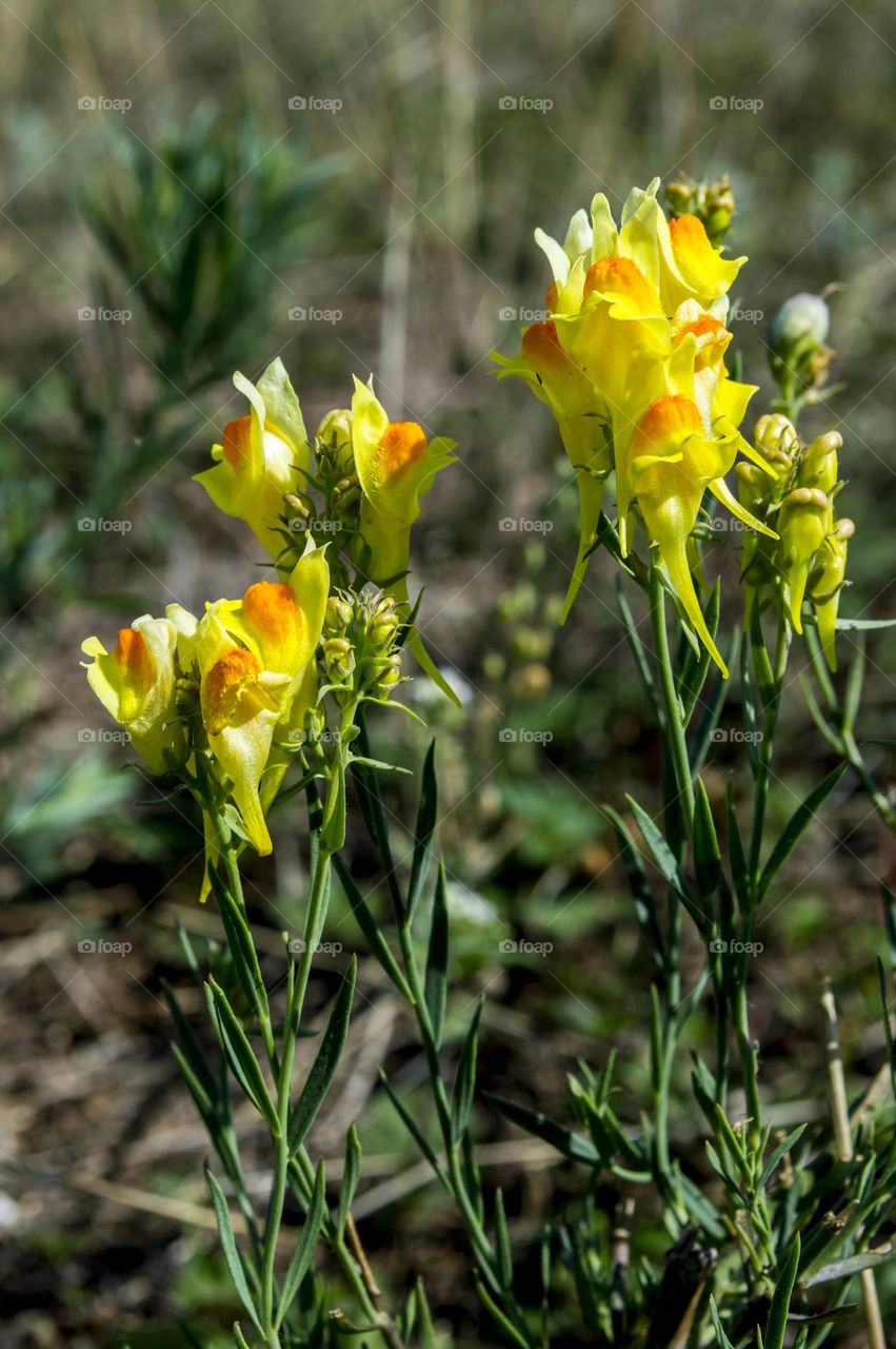 Linaria vulgaris