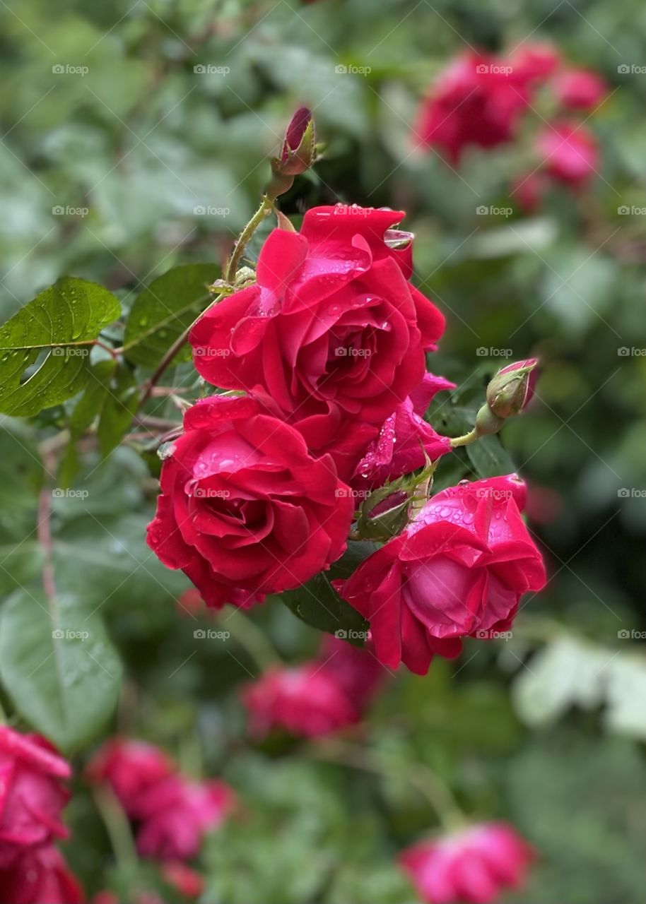 Raindrops on roses after a spring shower 