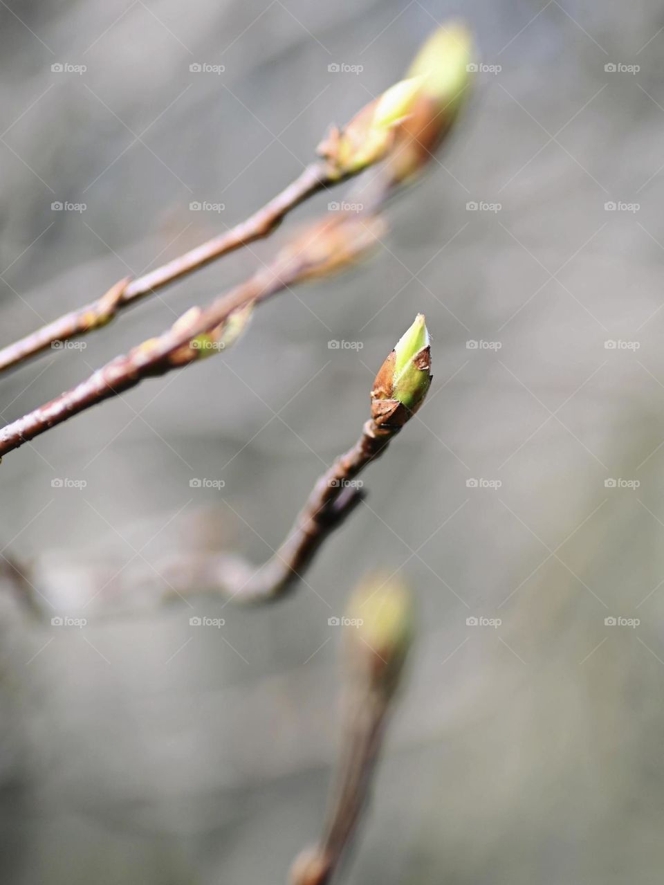 Spring is in the air, buds.. made with a macrolens, beginning of the bloom