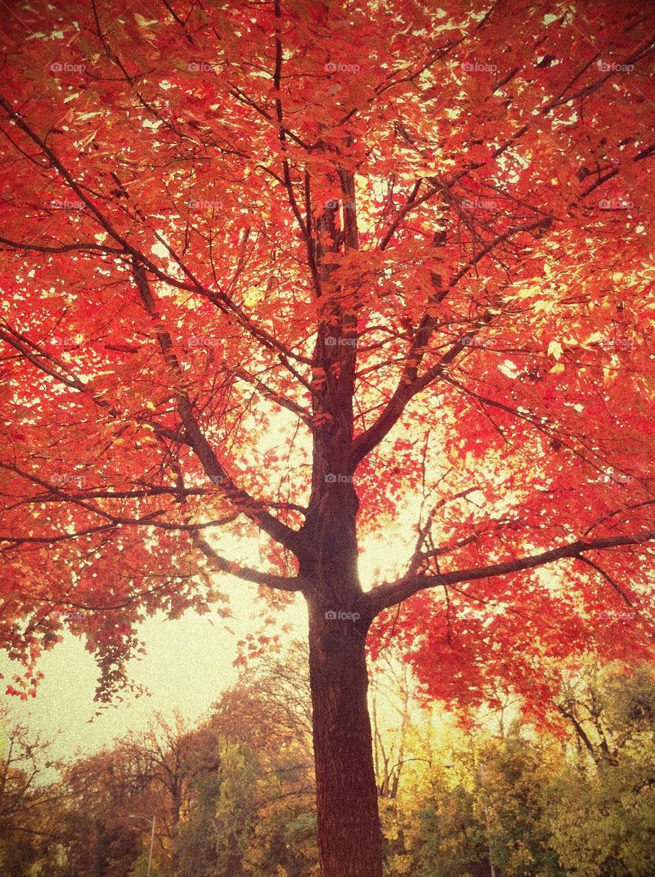 Red Tree