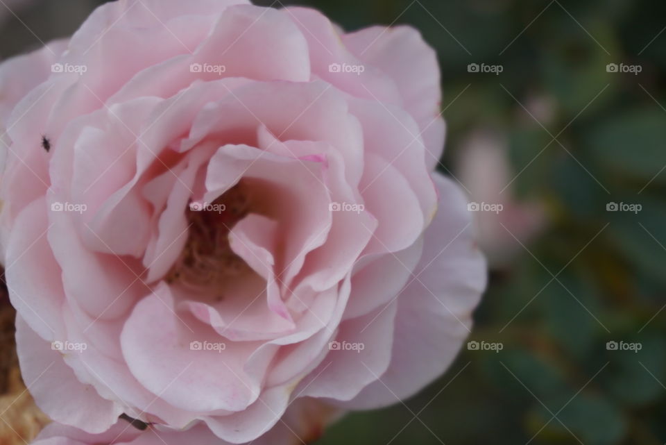Pink Rose in full bloom