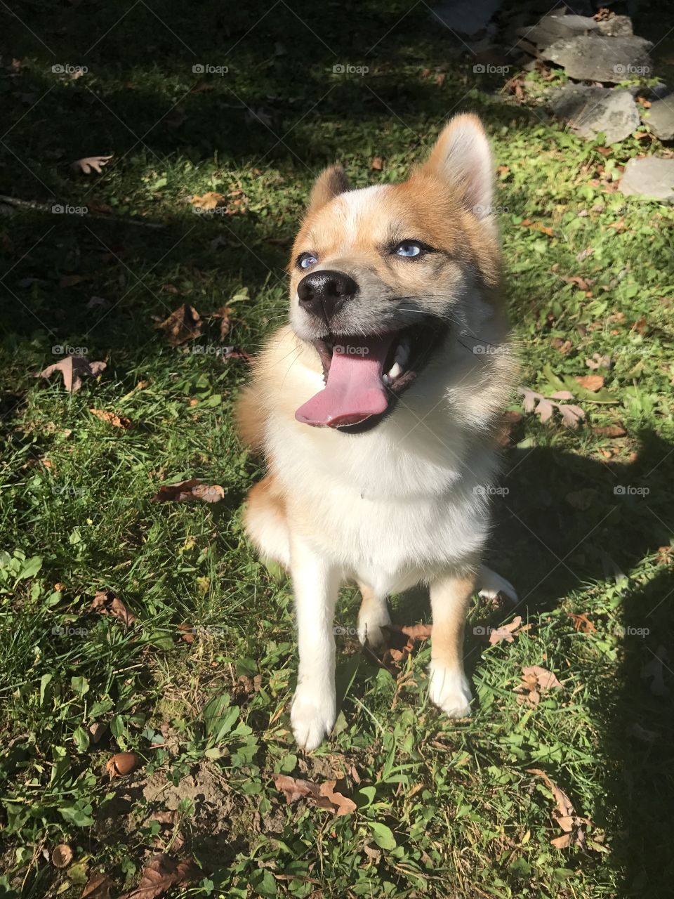 Happy, Sun basking Pomsky(Pomeranian/Husky mix) 1 year old 