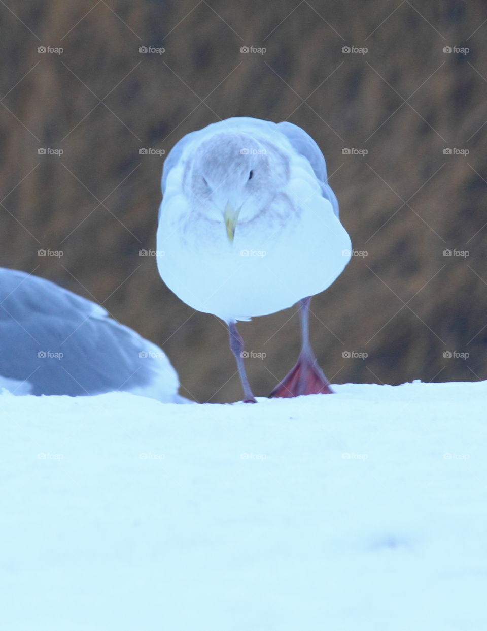 Long winter-glaucoma-winged full
