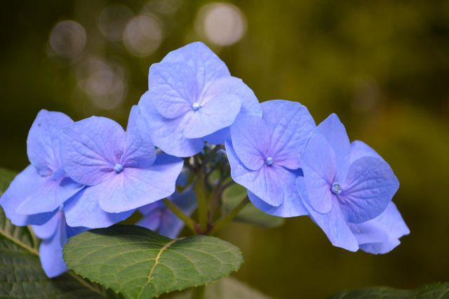 Purple hydrangea 