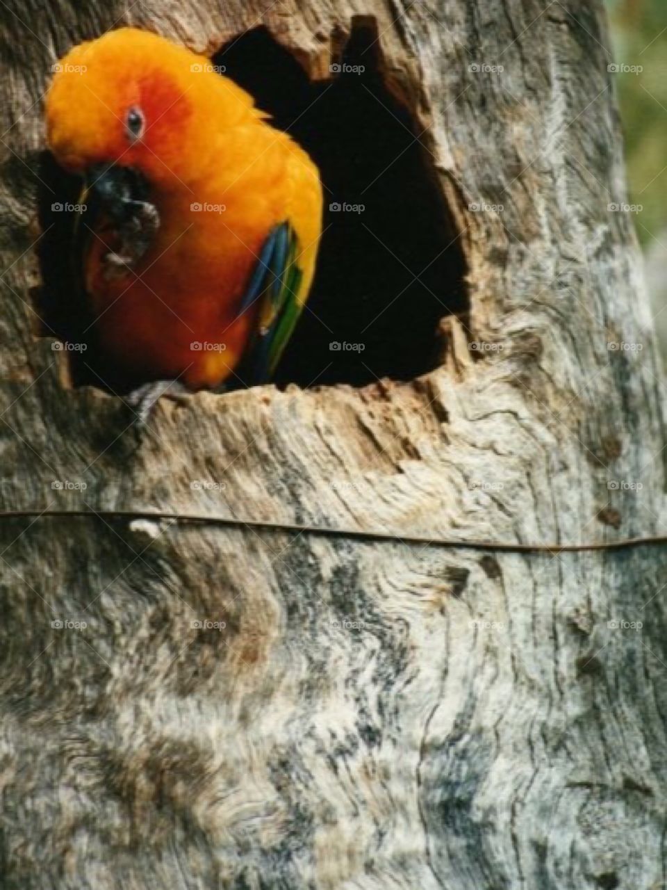 Sun Conure