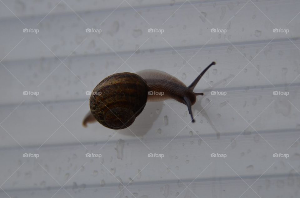 snail