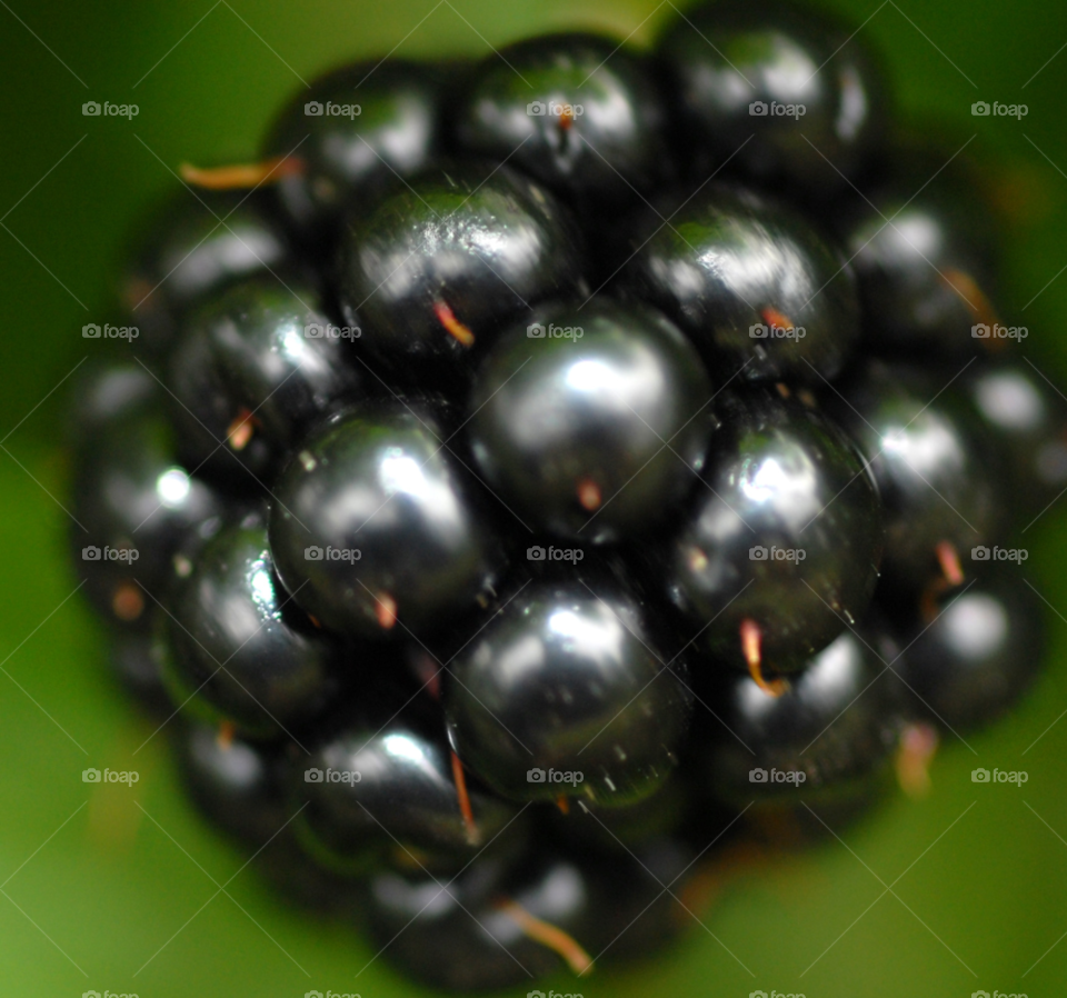 macro black plant dew by lightanddrawing