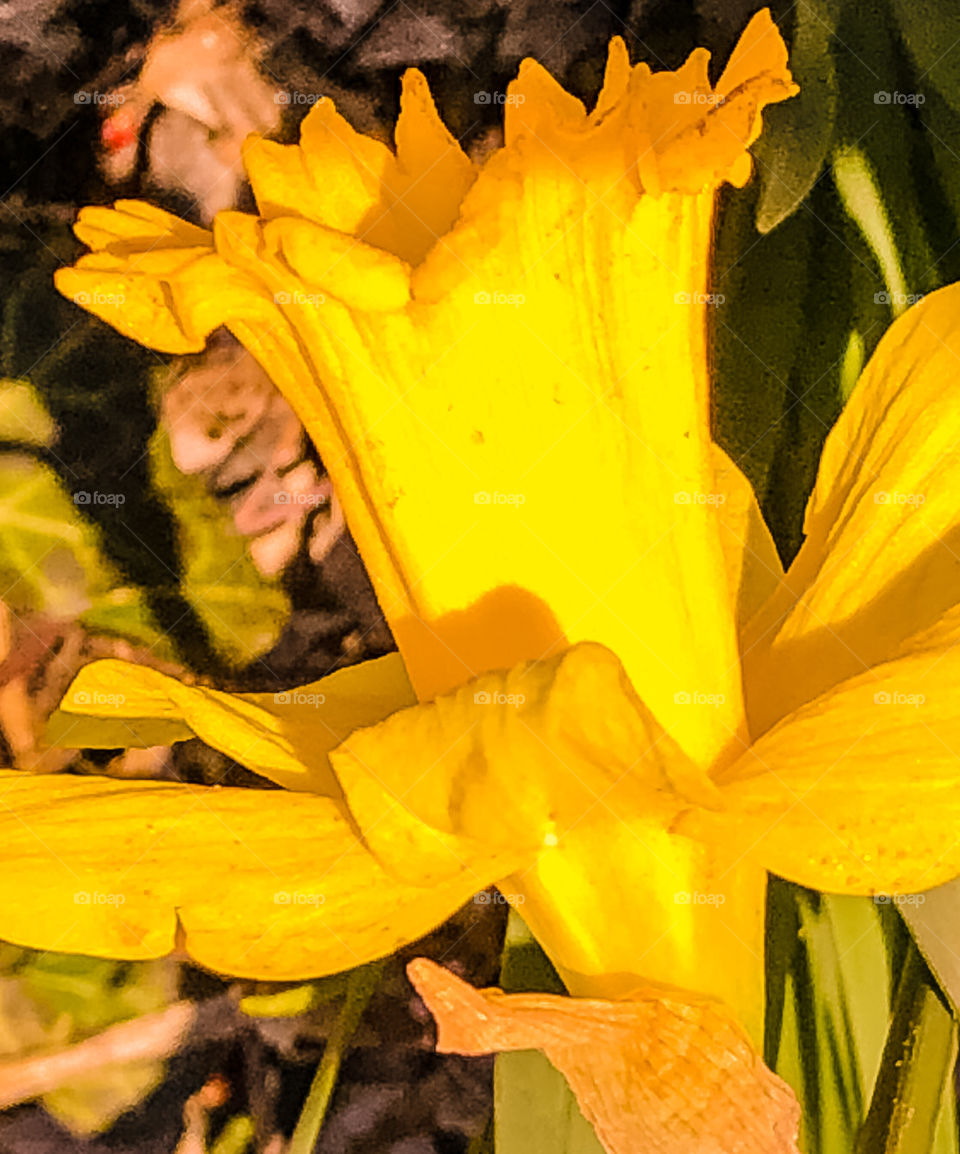Daffodils 