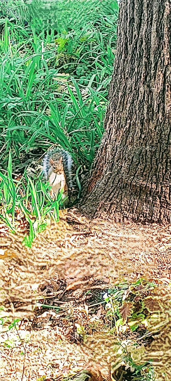 Peering Squirrel