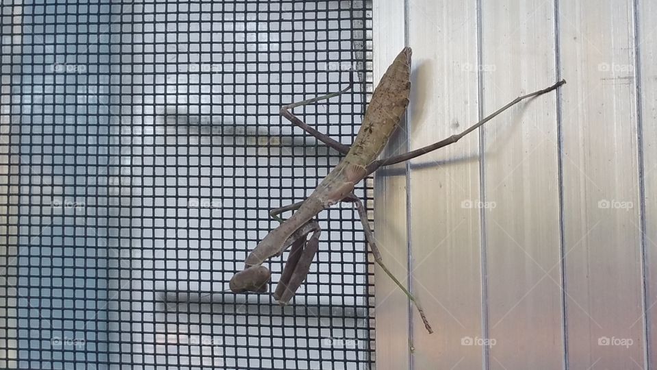 Praying Mantis