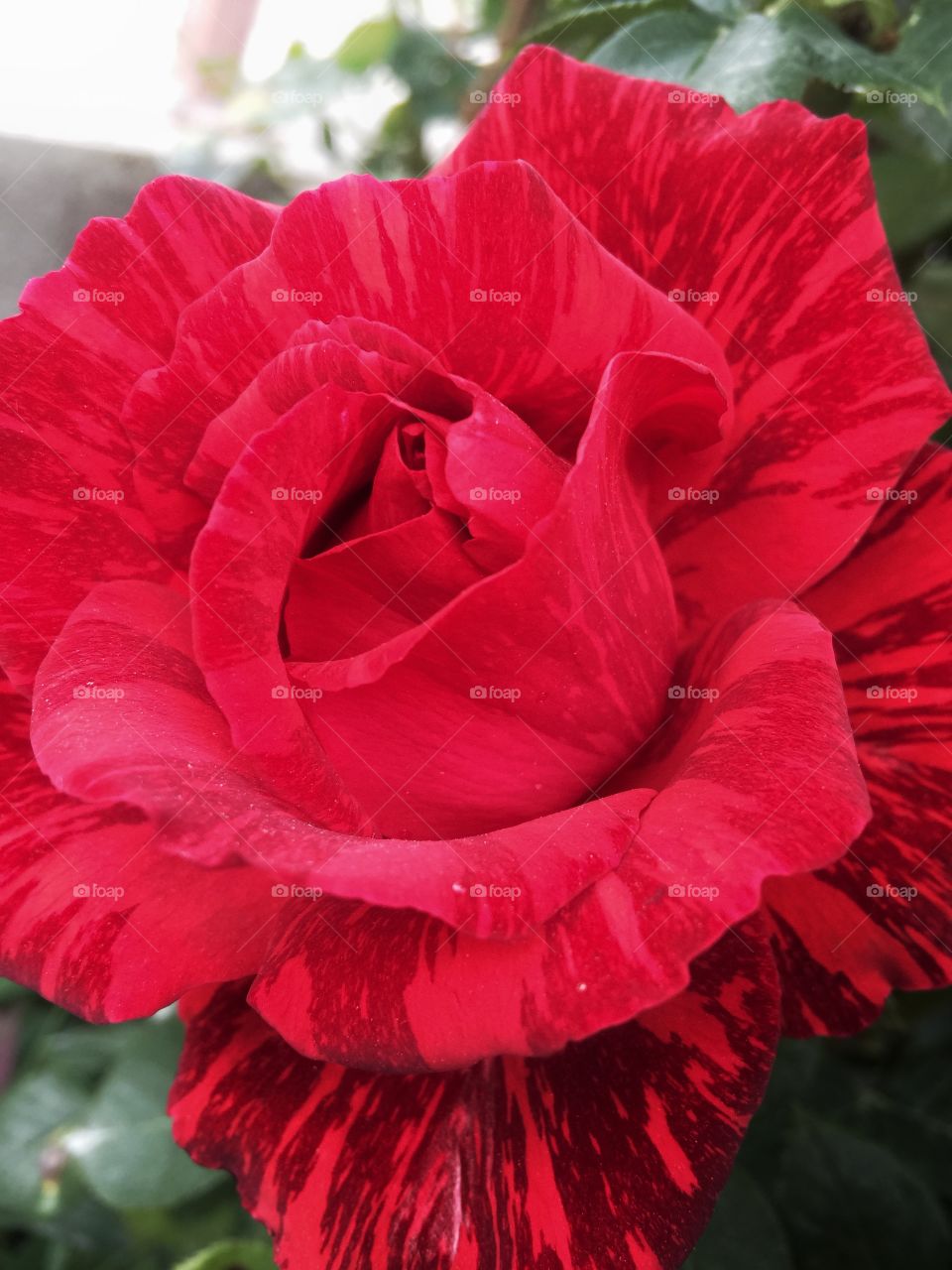 Close-up of red rose flower