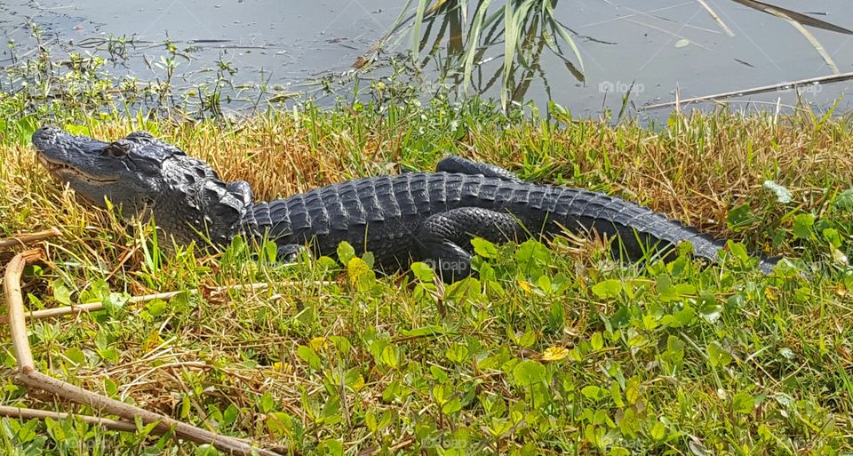 OG Florida Gator