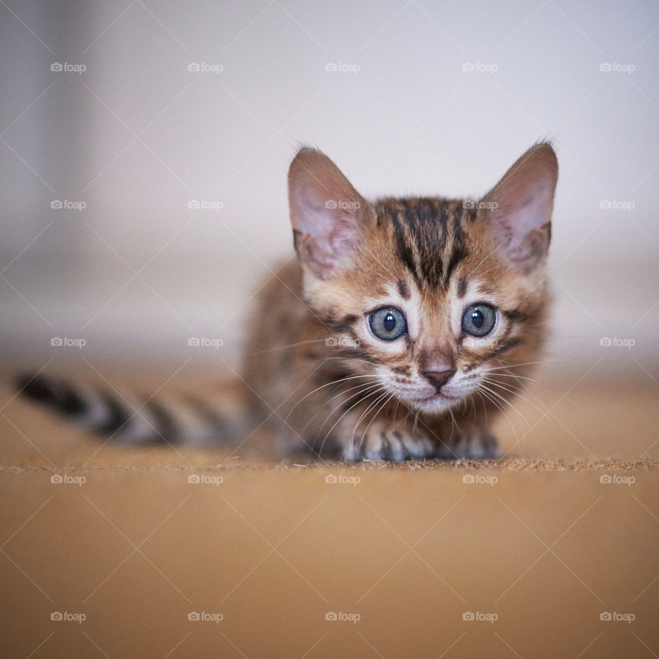 Portrait of a kitten
