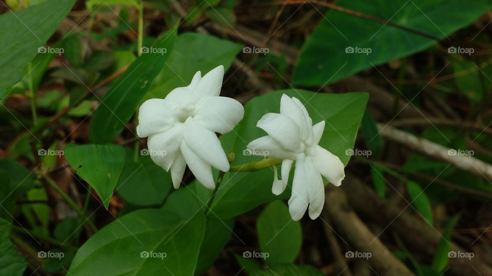 jasmine flower