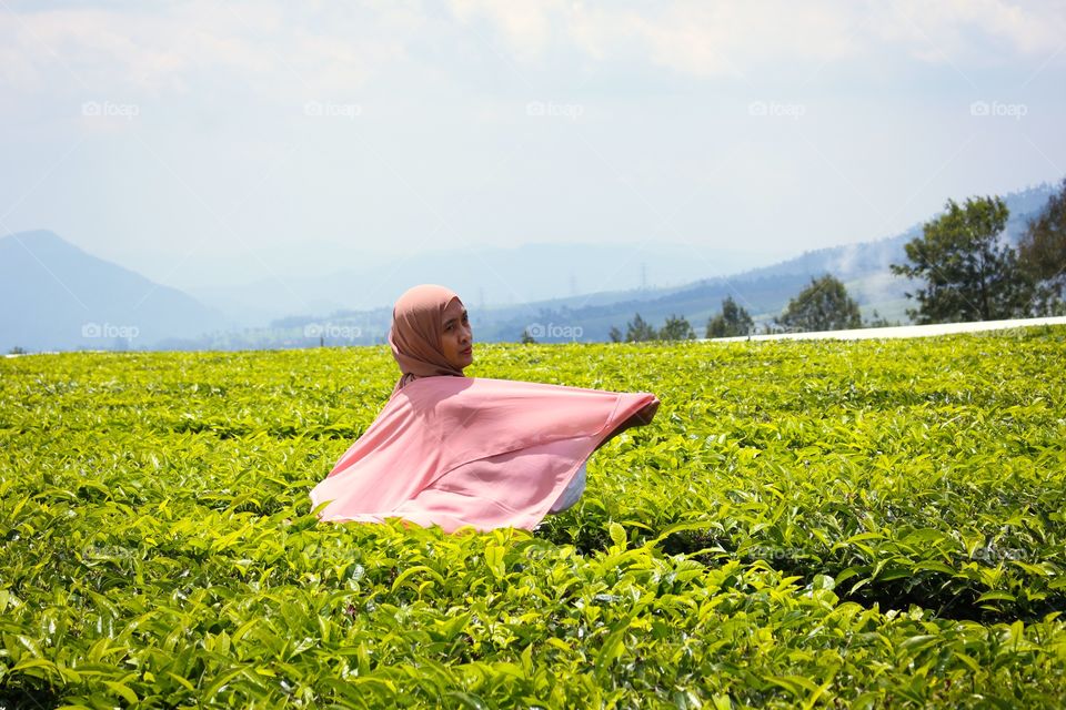 tea plantation