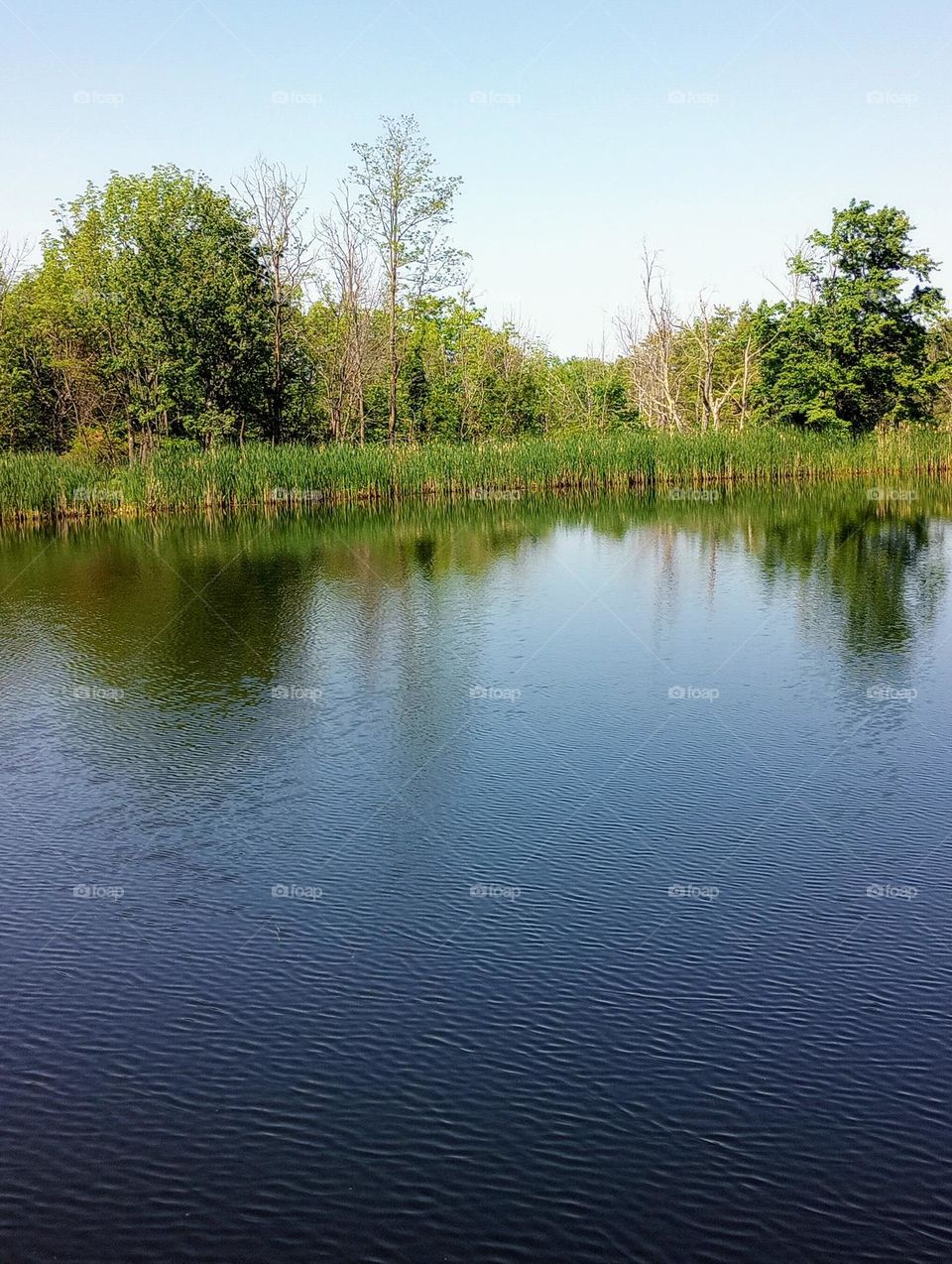 Pond Reflection