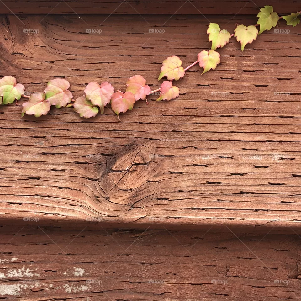 Ivy