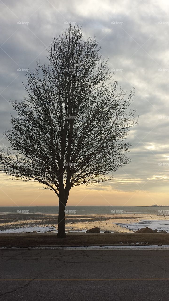 Beach tree